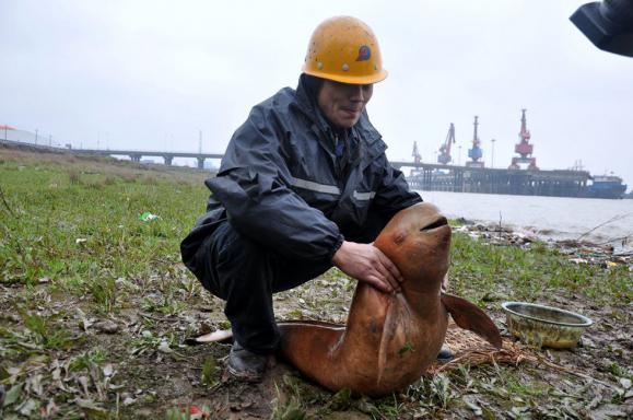 社会焦点 长江污染导致江豚死亡（图）