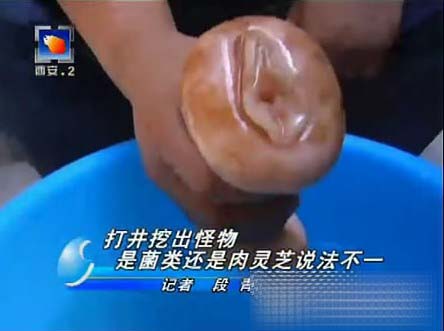 自慰器“肉灵芝”走红网络 最纯情女记者（图）
