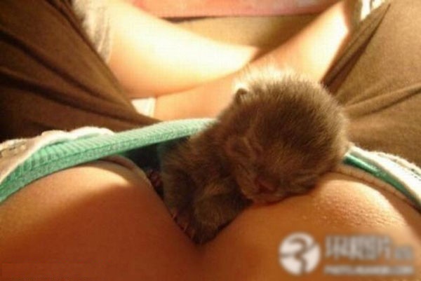 美女用胸乳养宠物的超雷人怪招图集 软绵绵关爱(组图)
